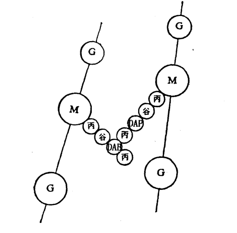 革兰氏阴性菌者由肽聚糖和四肽侧链两部分组成