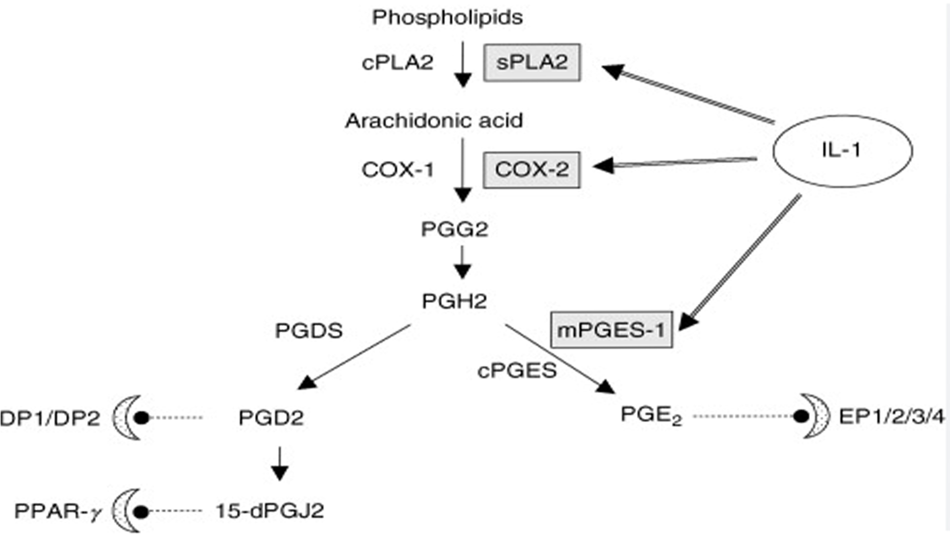 白细胞介素-1（IL-1）的产生及调节
